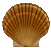 scallop